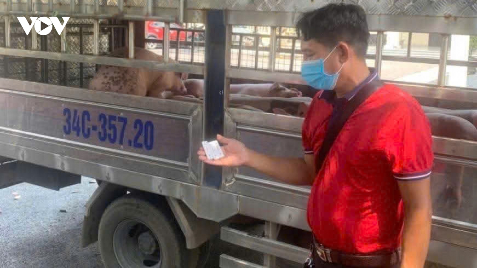 Phát hiện xe tải vận chuyển hơn 1,6 tấn lợn bệnh trên đường về Hải Phòng tiêu thụ