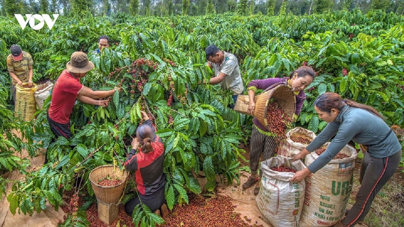 Giá cà phê hôm nay 17/8: Robusta và Arabica đi ngang, trong nước giữ mức cao