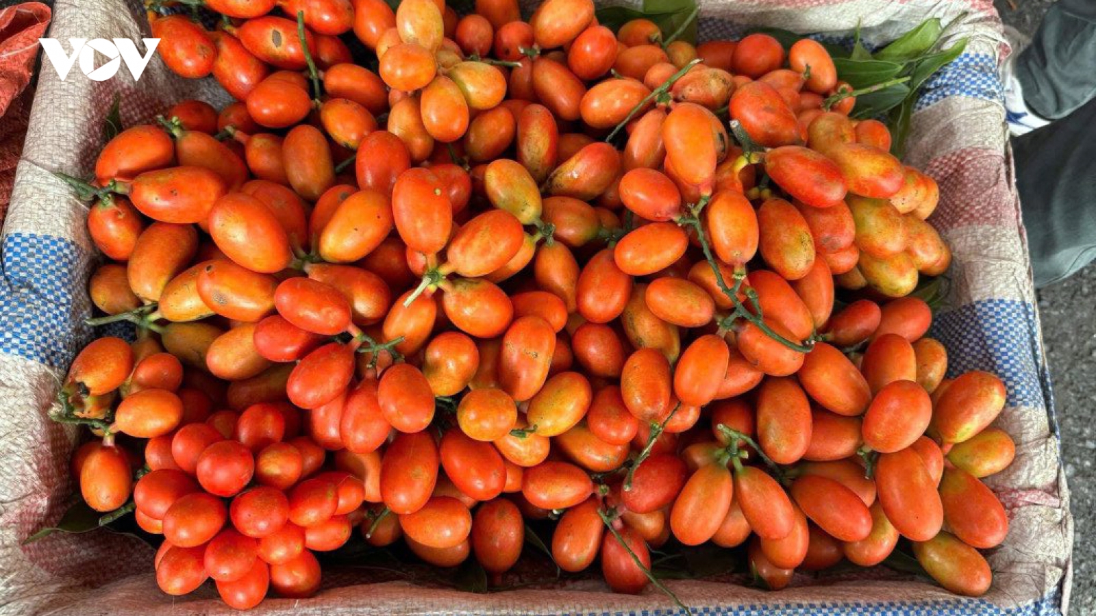 Quả dại rừng mang về trồng 5 năm mới ra trái, giá bán 250.000 đồng/kg