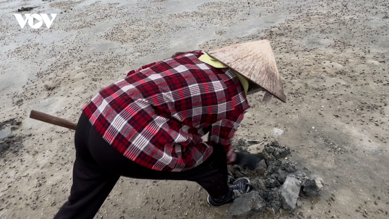 Sá sùng tiền triệu: Cái giá của lao lực dưới nắng gió và thủy triều
