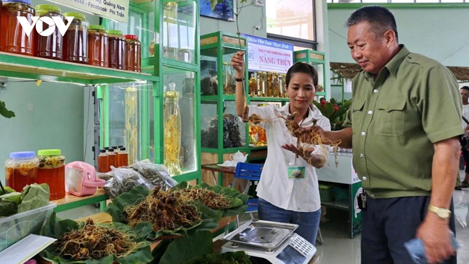 Da Nang postpones Ngoc Linh Ginseng International Festival to 2026