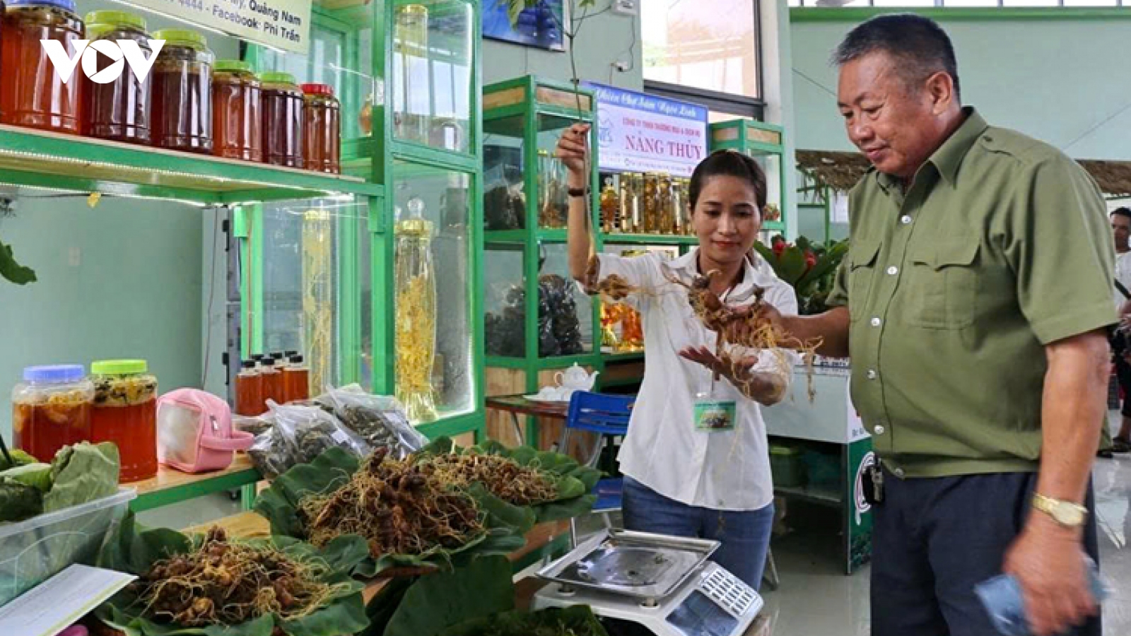 Da Nang postpones Ngoc Linh Ginseng International Festival to 2026