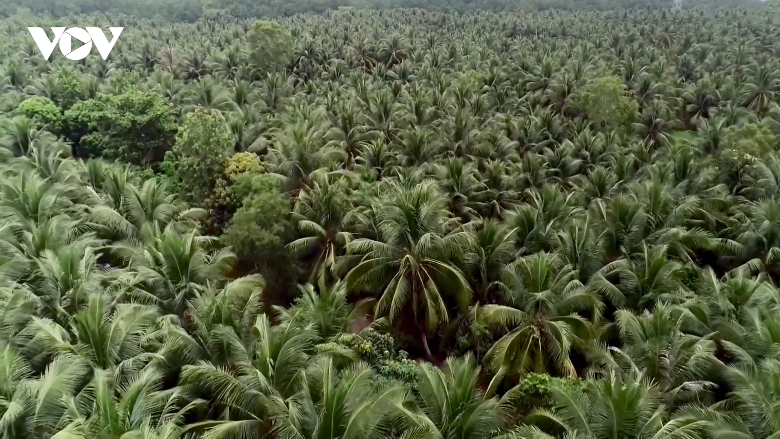 Vĩnh Long phấn đấu mở rộng diện tích trồng dừa lên 132.000ha vào năm 2030