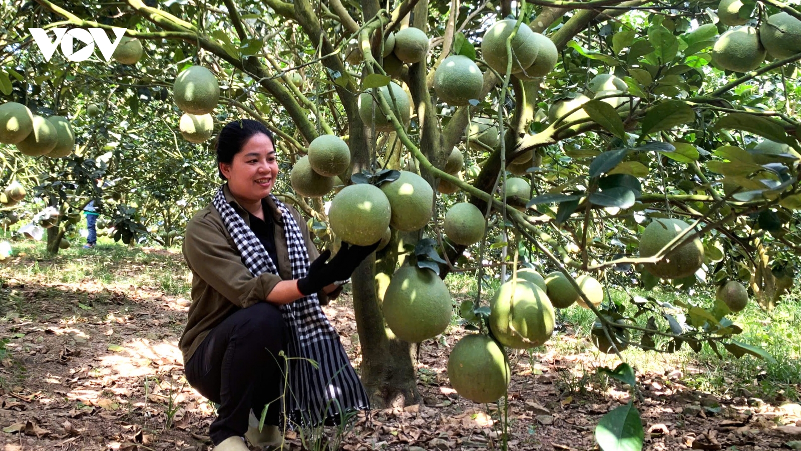 Bưởi da xanh mang lại thu nhập ổn định ở miền núi Khánh Hòa