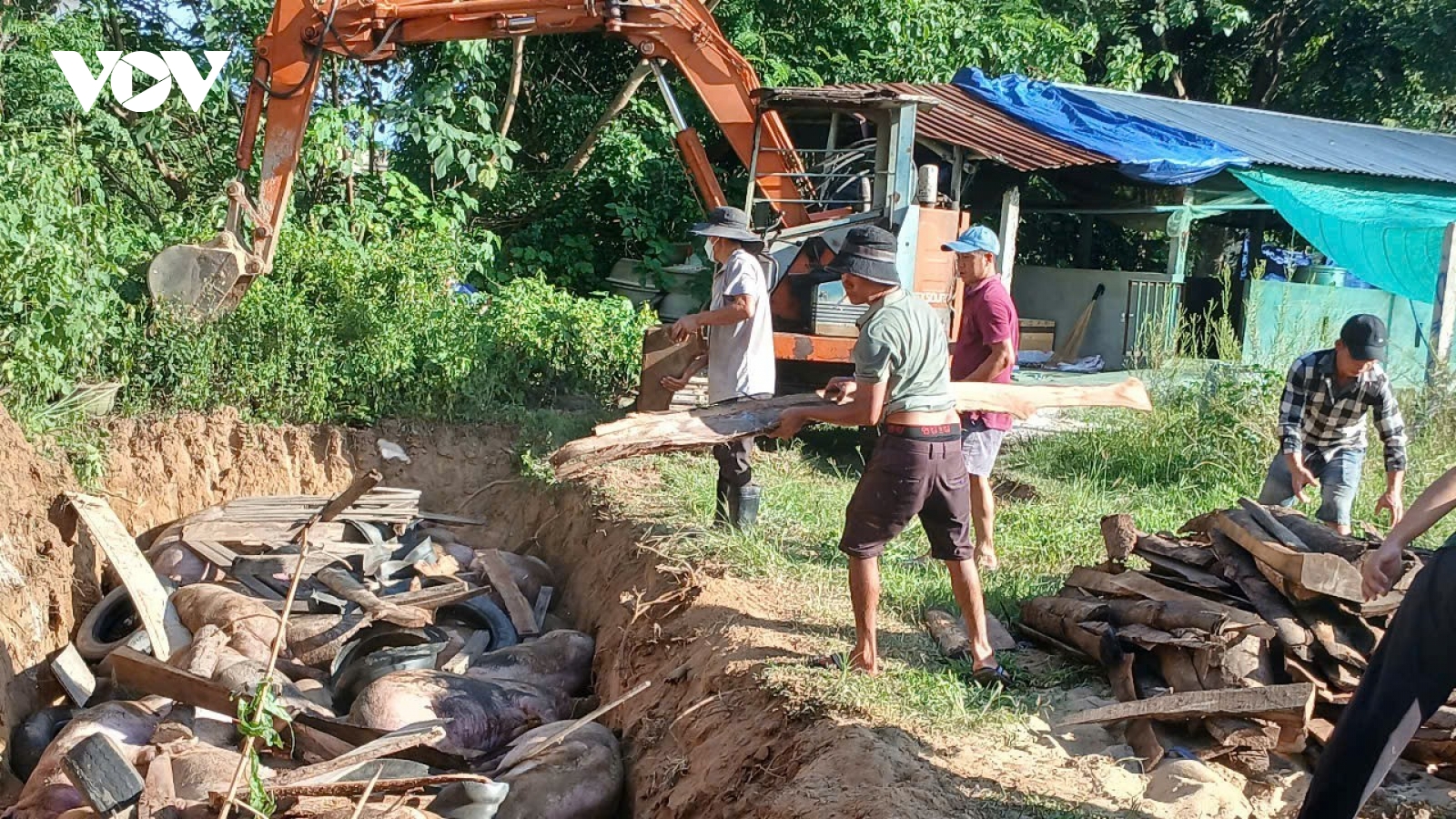 Gia Lai tập trung kiểm soát dịch tả lợn châu Phi