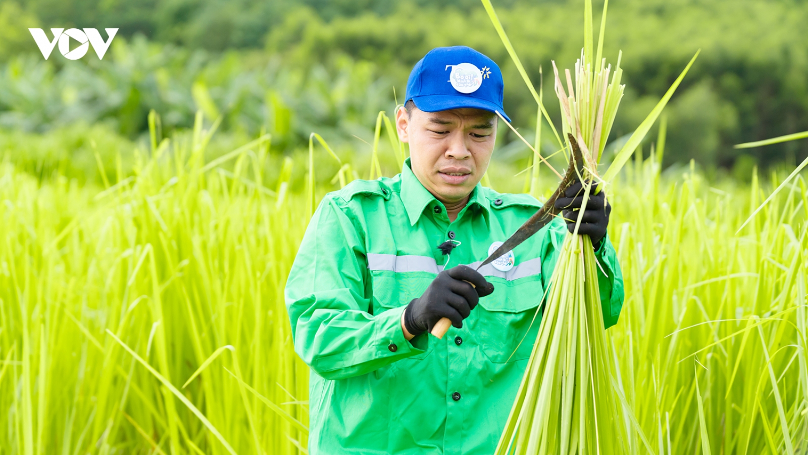 Duy Hưng, Trung Ruồi khốn đốn cắt cỏ, thu hoạch ngô dưới cái nắng 40 độ