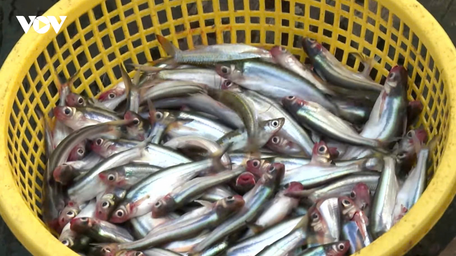 Loài cá có tên đáng sợ nhưng lại là đặc sản, giá 200.000 đồng/kg
