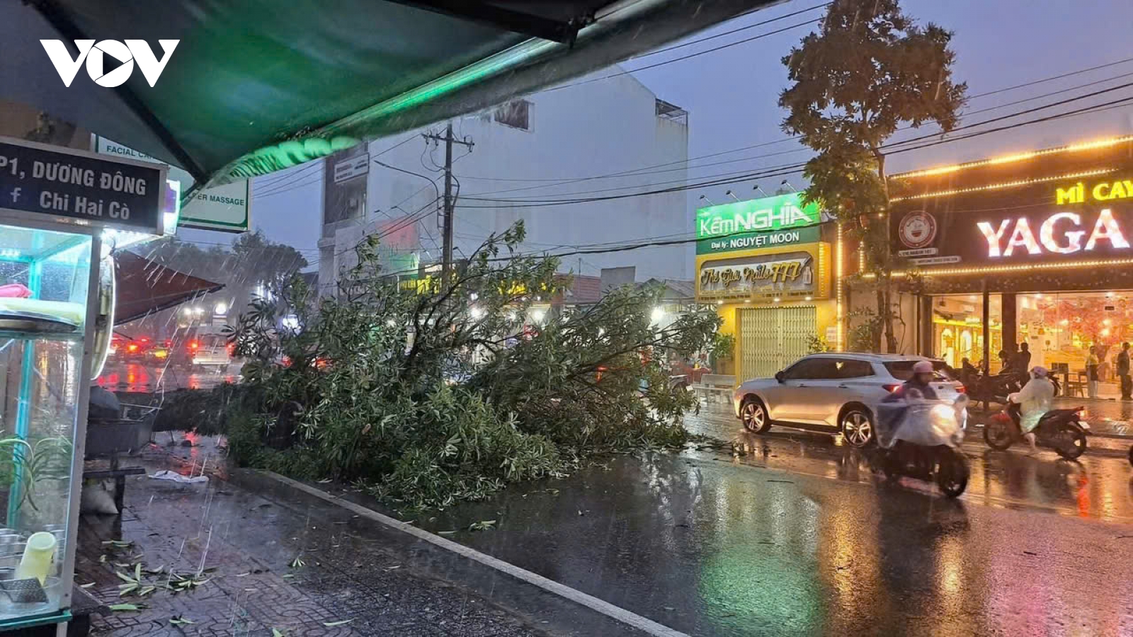 Mưa dông lớn khiến nhiều cây xanh ở Phú Quốc bị đổ ngã