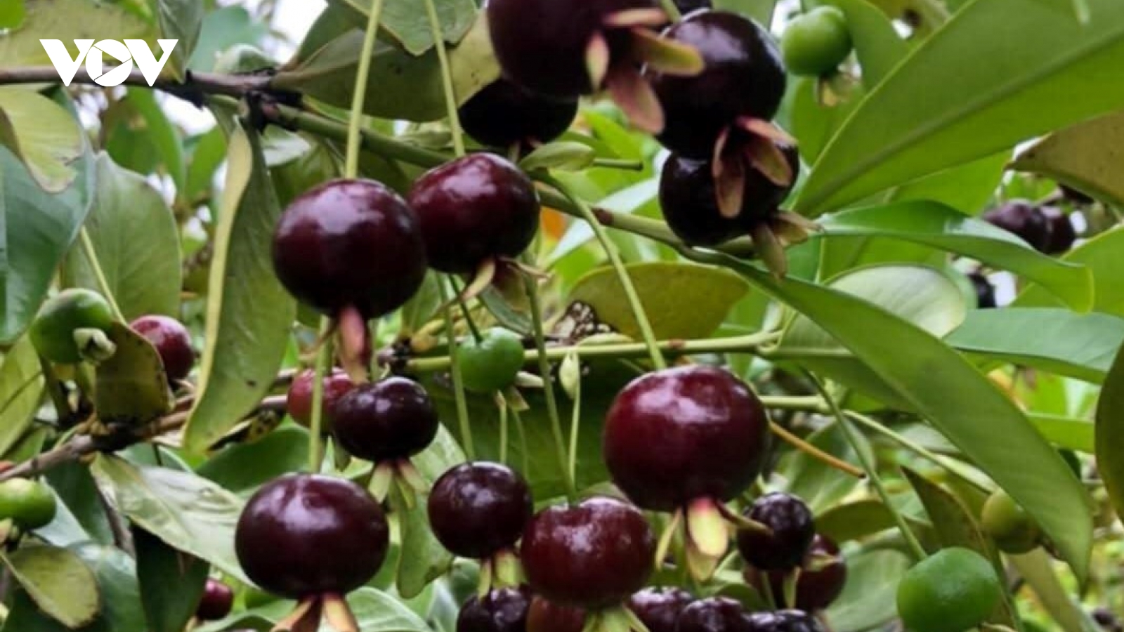 Du lịch kết hợp trang trại tại vùng cao Khánh Hòa