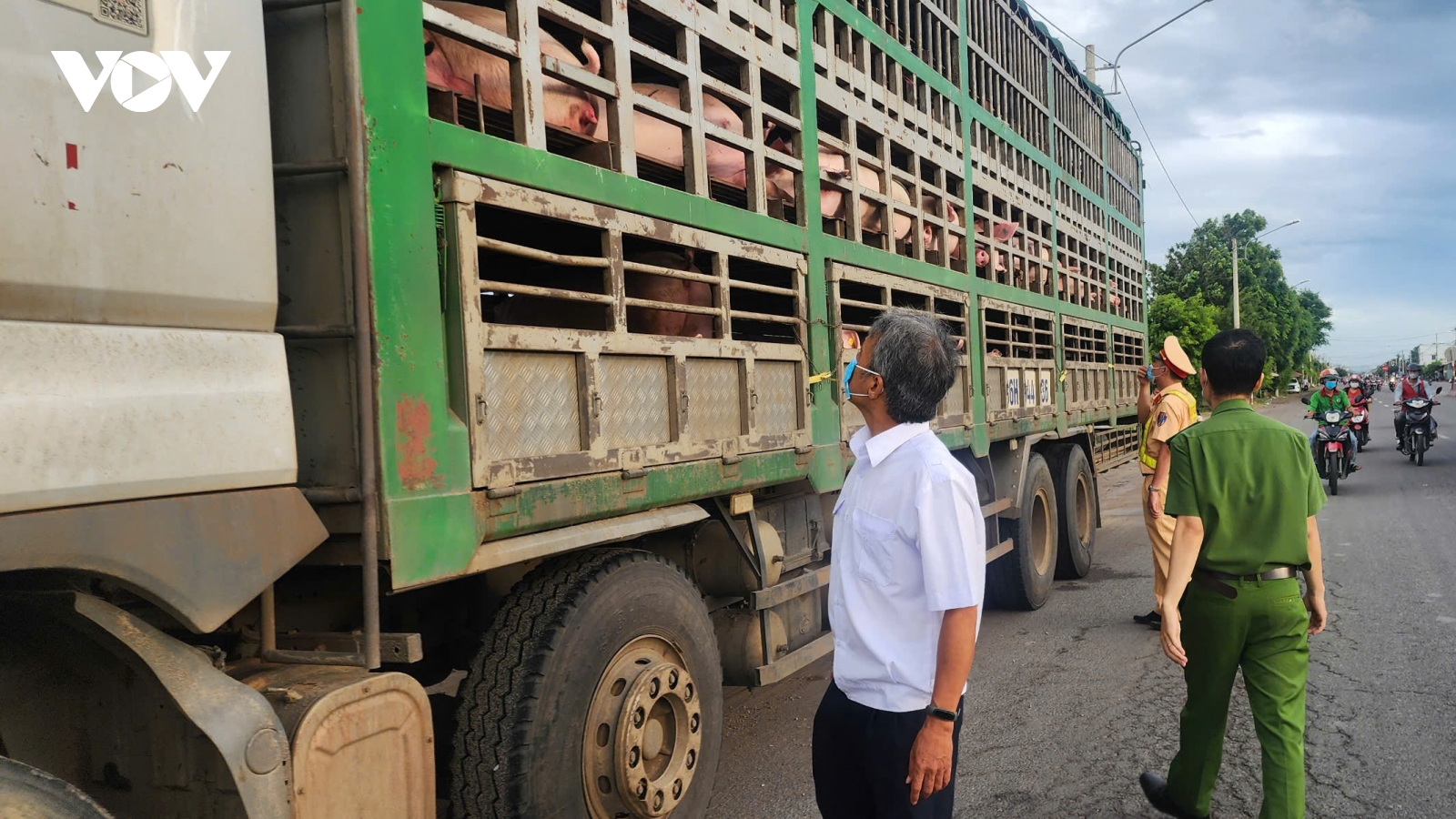 Cơ quan chức năng Gia Lai tạm giữ xe tải nghi chở heo nhiễm bệnh