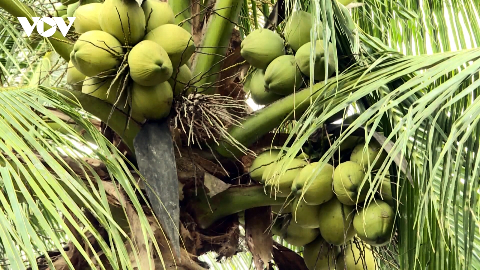 Dừa sáp Vĩnh Long mang lại giá trị xuất khẩu trên 1 tỷ USD/năm
