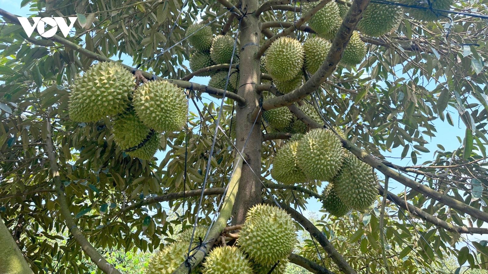 Sầu riêng Musang King giá rẻ bất ngờ