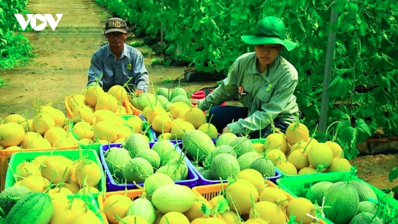 Singapore trade event to strengthen foothold of Vietnamese fruit, vegetables