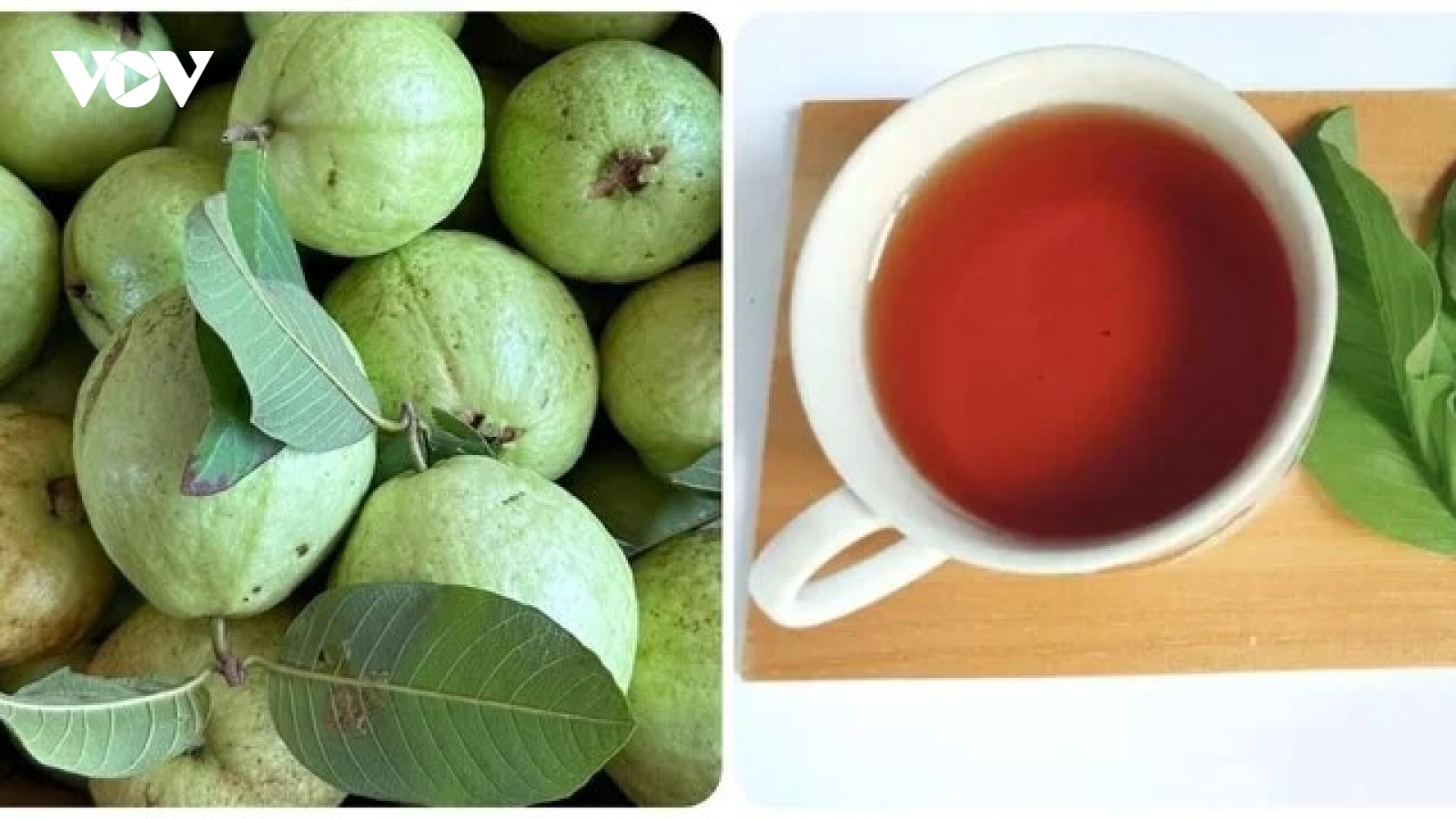 Nước lá ổi nhiều tác dụng như cũng có thời điểm không nên uống