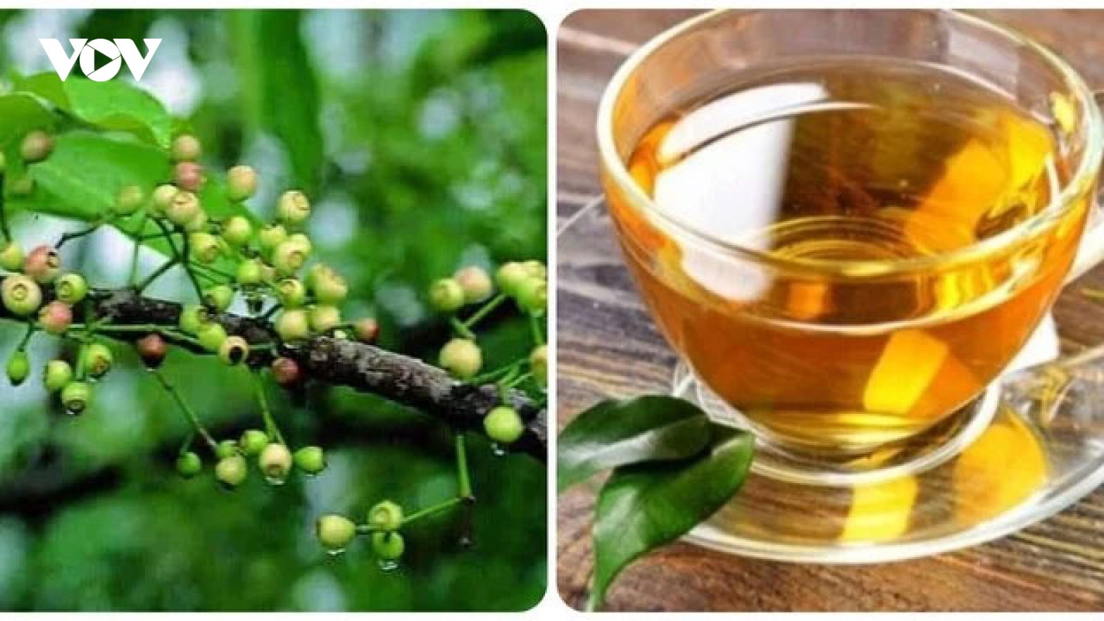 Uống nước lá vối thường xuyên có tác dụng gì?
