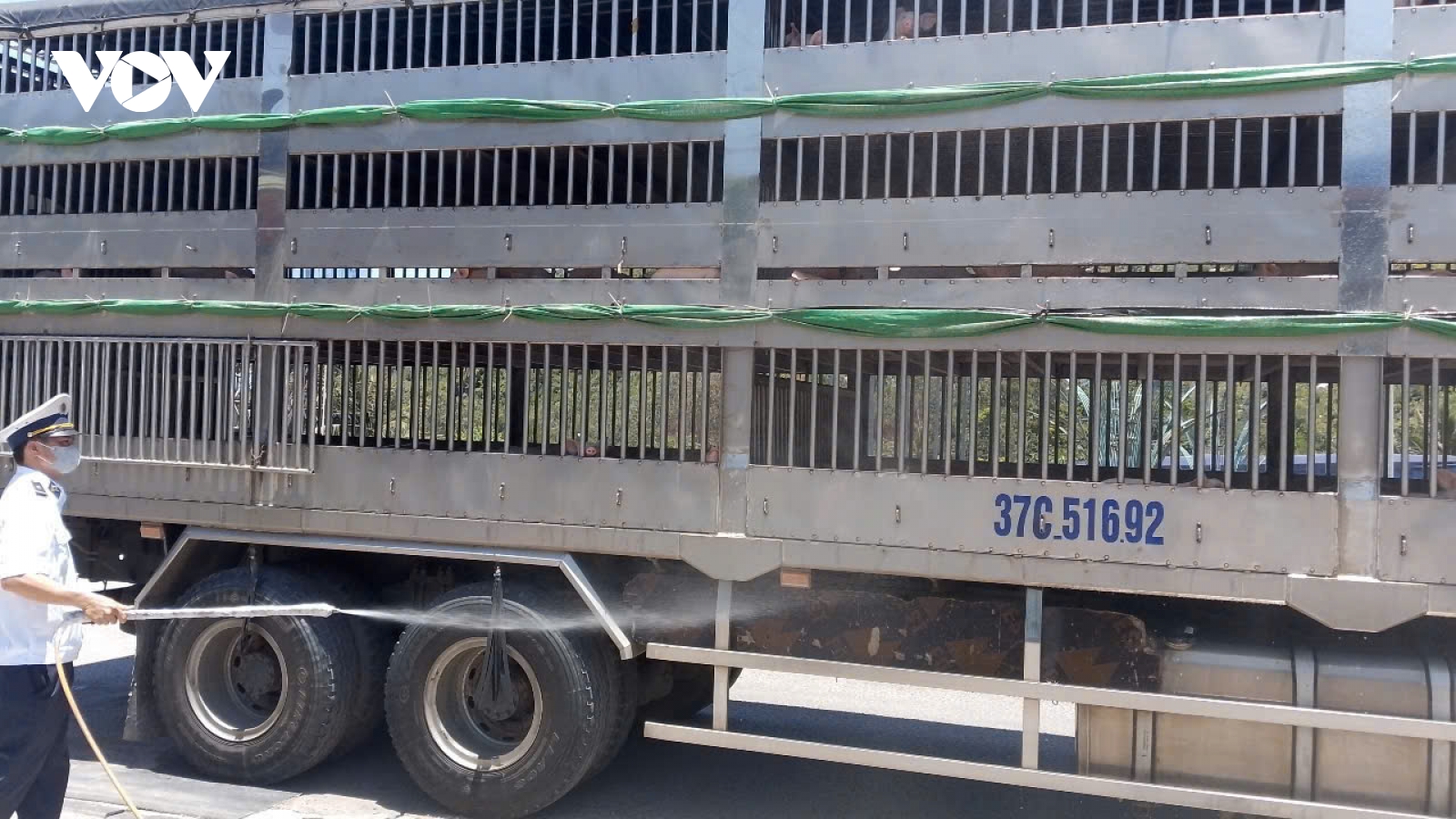Gia Lai thành lập 4 chốt kiểm soát dịch bệnh động vật liên ngành