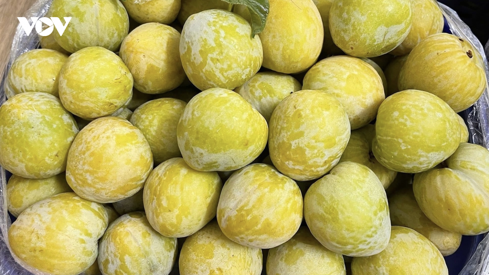 Mận cau Trung Quốc “cháy hàng” dù giá gần nửa triệu đồng/kg