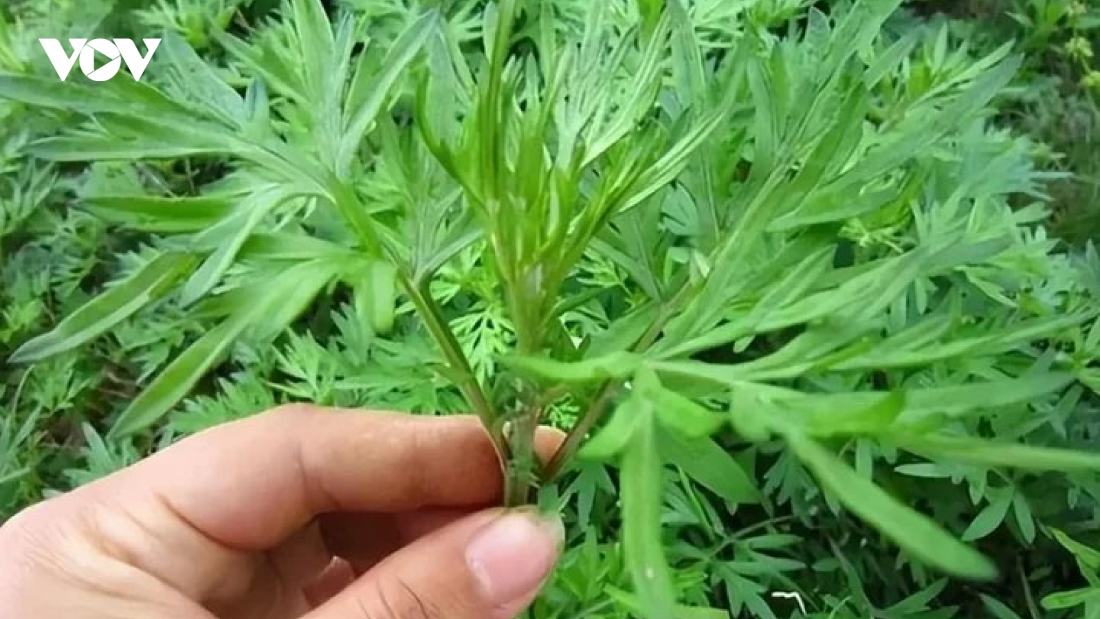 Bài thuốc từ ngải cứu