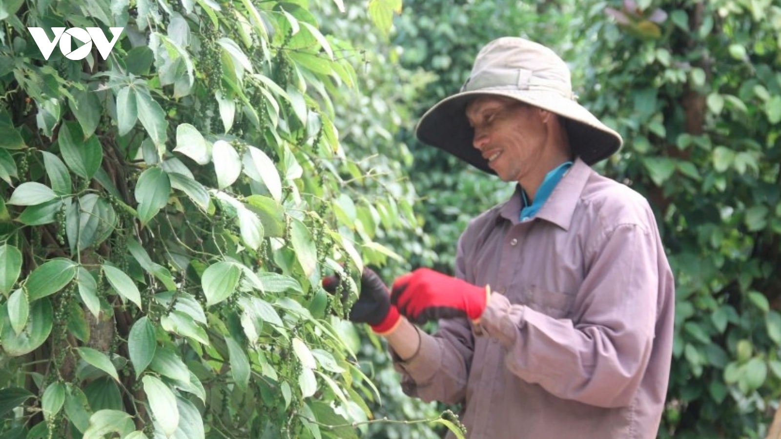 Vietnamese pepper exports surge in value despite decline in volume