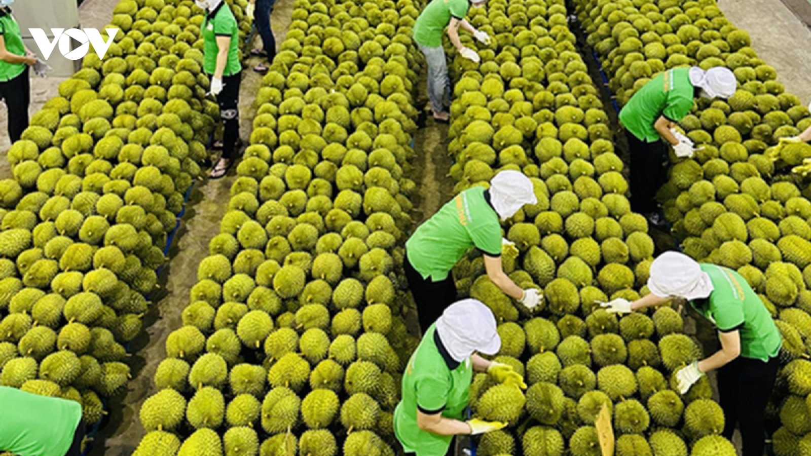 Giải pháp "cứu" xuất khẩu rau quả lao dốc