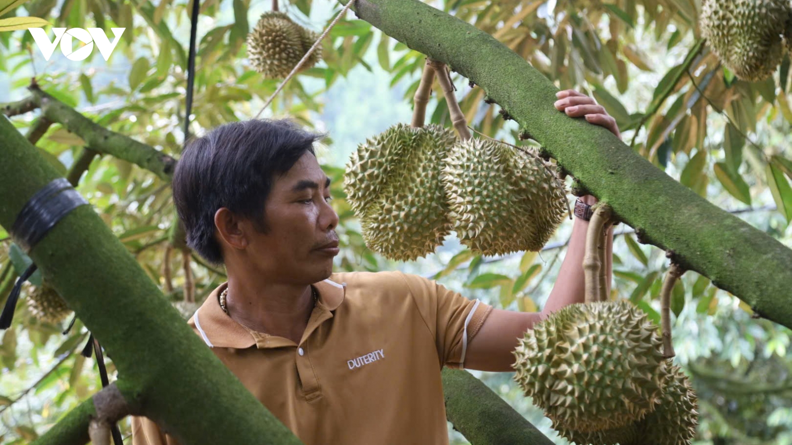Khánh Sơn phát triển bền vững thương hiệu sầu riêng