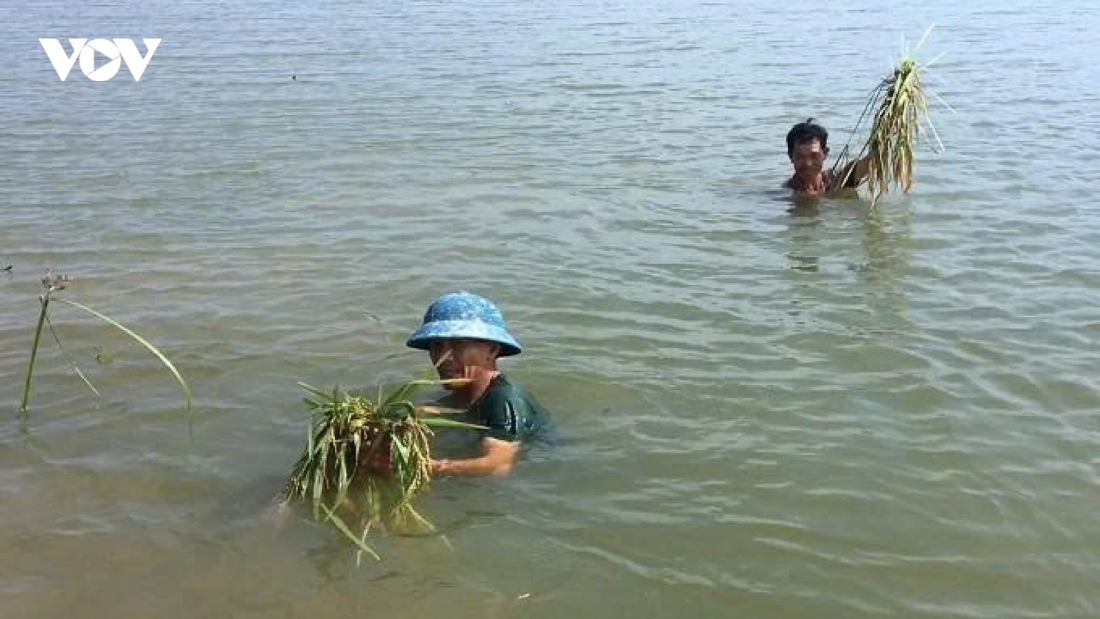 Thanh Hóa phát lệnh báo động lũ trên sông Yên