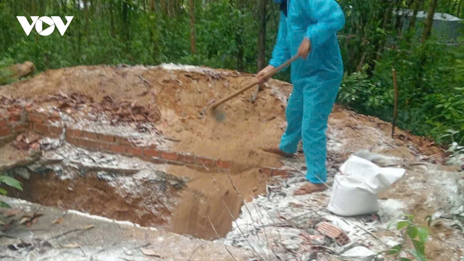 Quảng Ngãi khẩn trương ngăn chặn dịch tả heo Châu Phi
