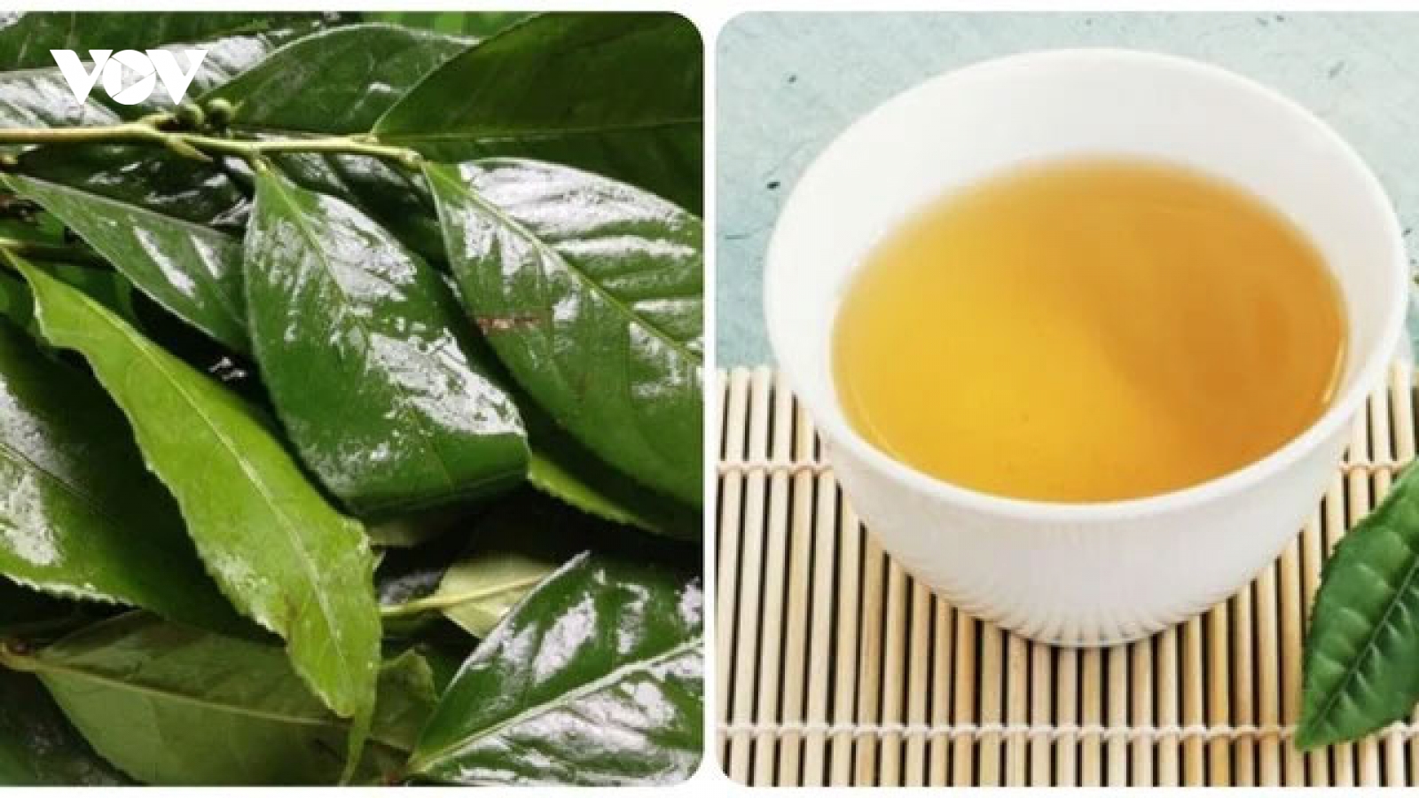 Những người nên hạn chế uống nước chè xanh