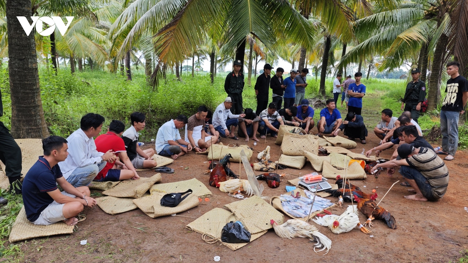 Công an Cần Thơ triệt phá trường gà sát phạt tiền tỷ