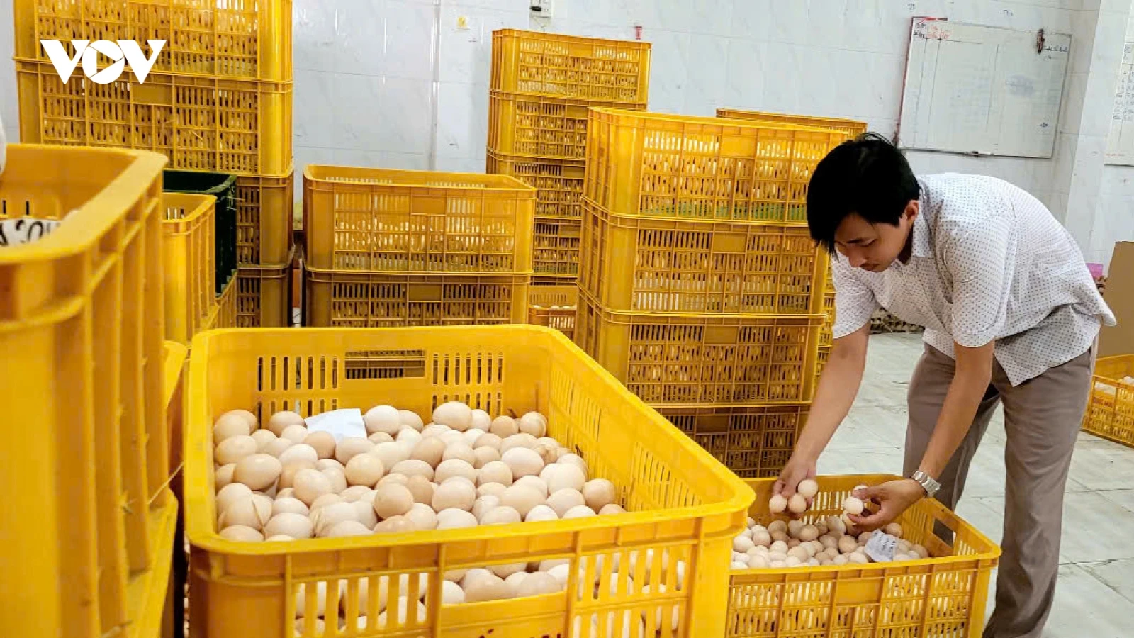 Giá trứng gà tăng cao, người chăn nuôi ở Đồng Tháp phấn khởi