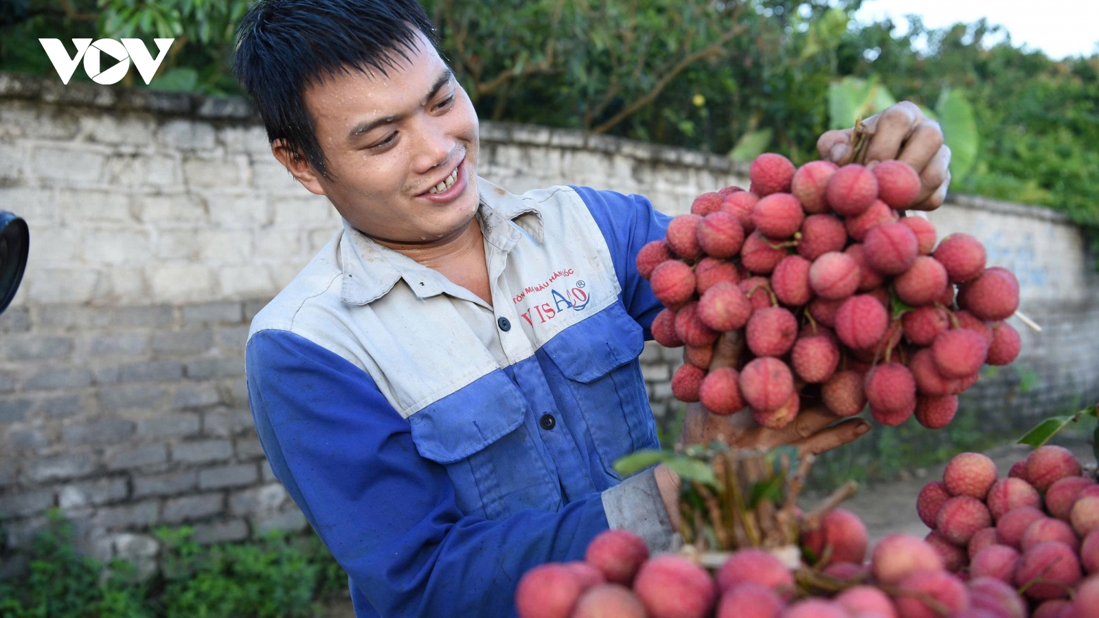 Hơn 180 nghìn tấn vải thiều ở Bắc Ninh đã được tiêu thụ