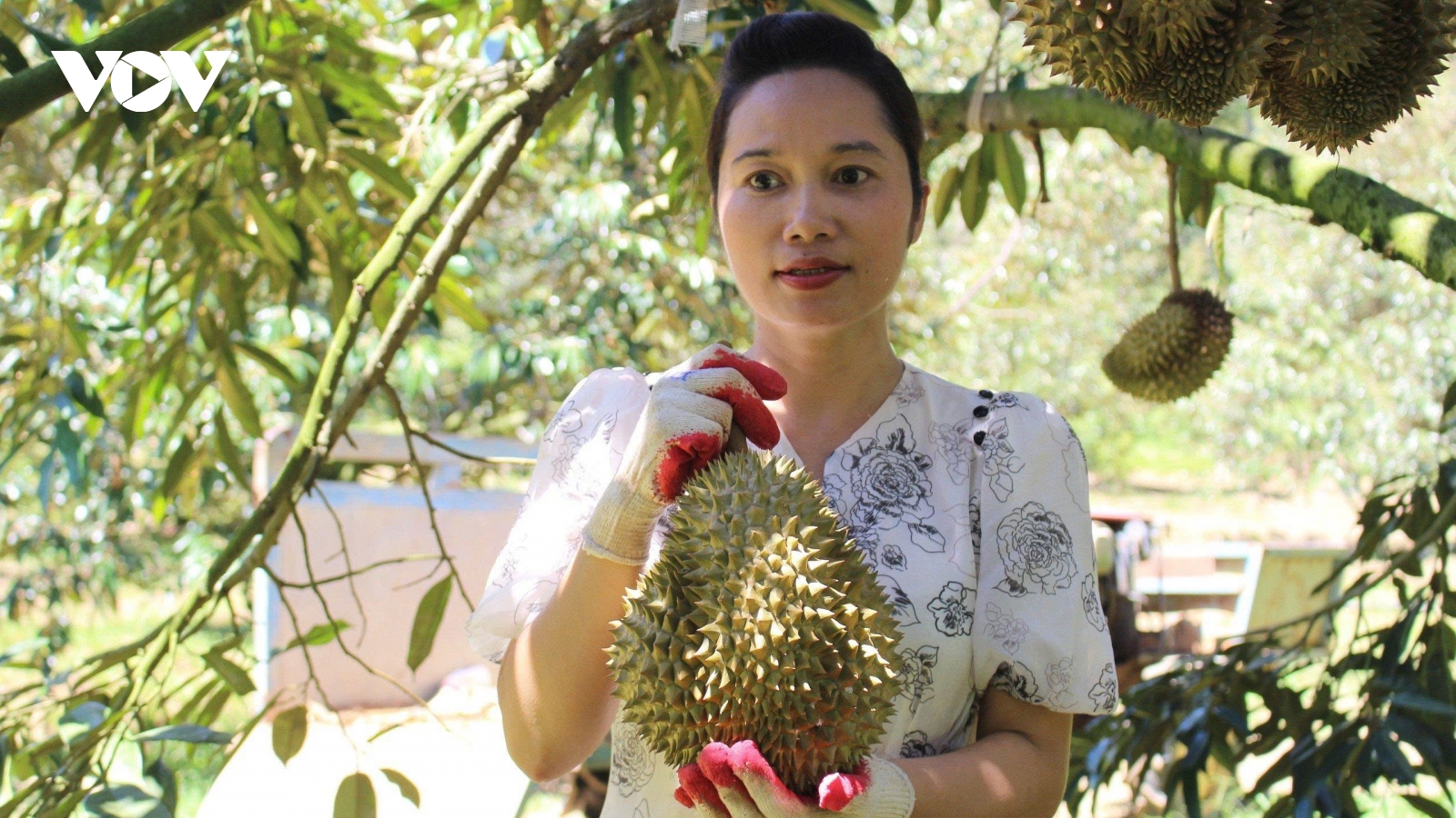 Chế biến sâu mở hướng phát triển bền vững cho sầu riêng Khánh Sơn