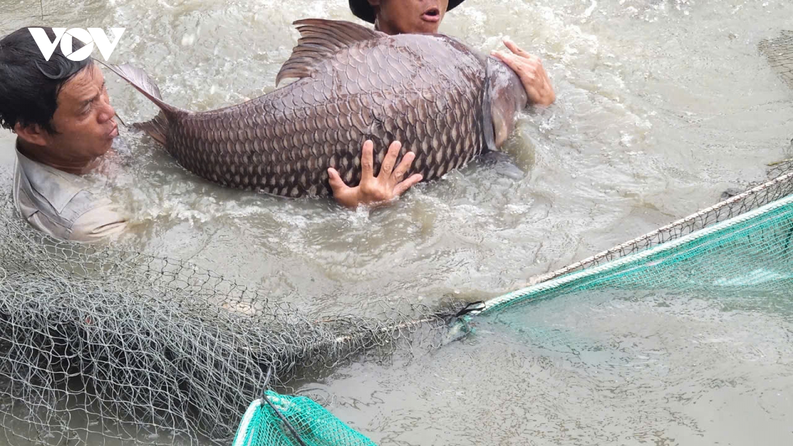 Tỷ phú cá hô ở miền Tây