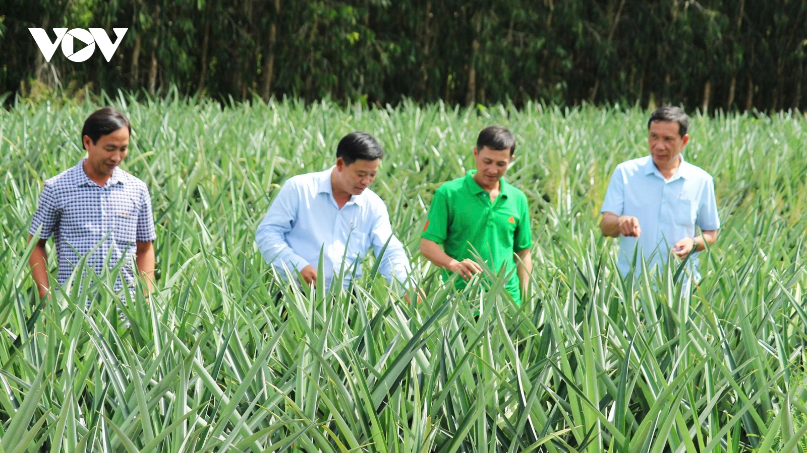 Trồng khóm trên đất nhiễm phèn, hướng đi mới cho nông dân ở xã Long Hưng, TP. Cần Thơ