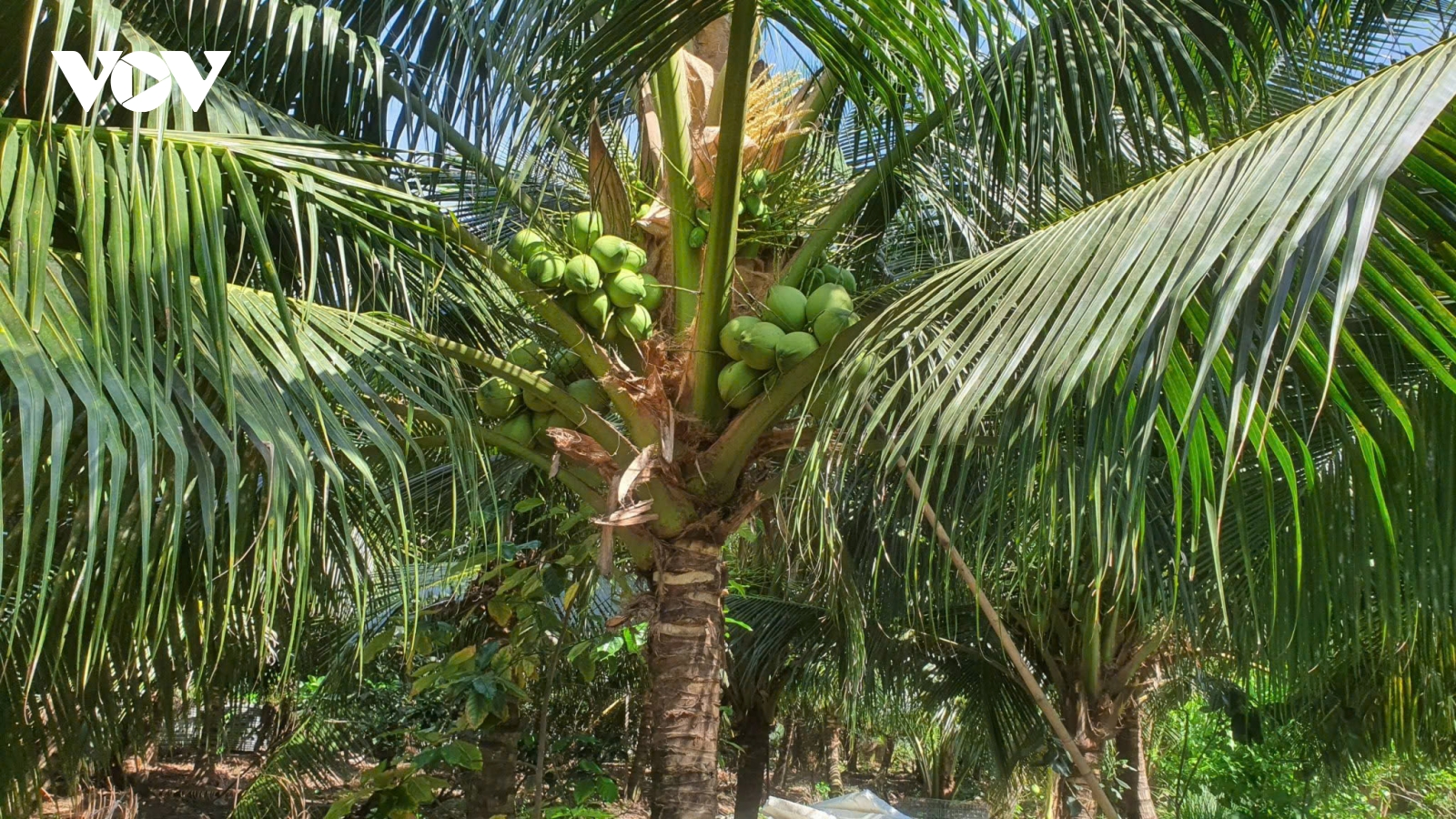 Đồng Tháp: Diện tích cây dừa tăng lên, nông dân thận trọng khi trồng ồ ạt