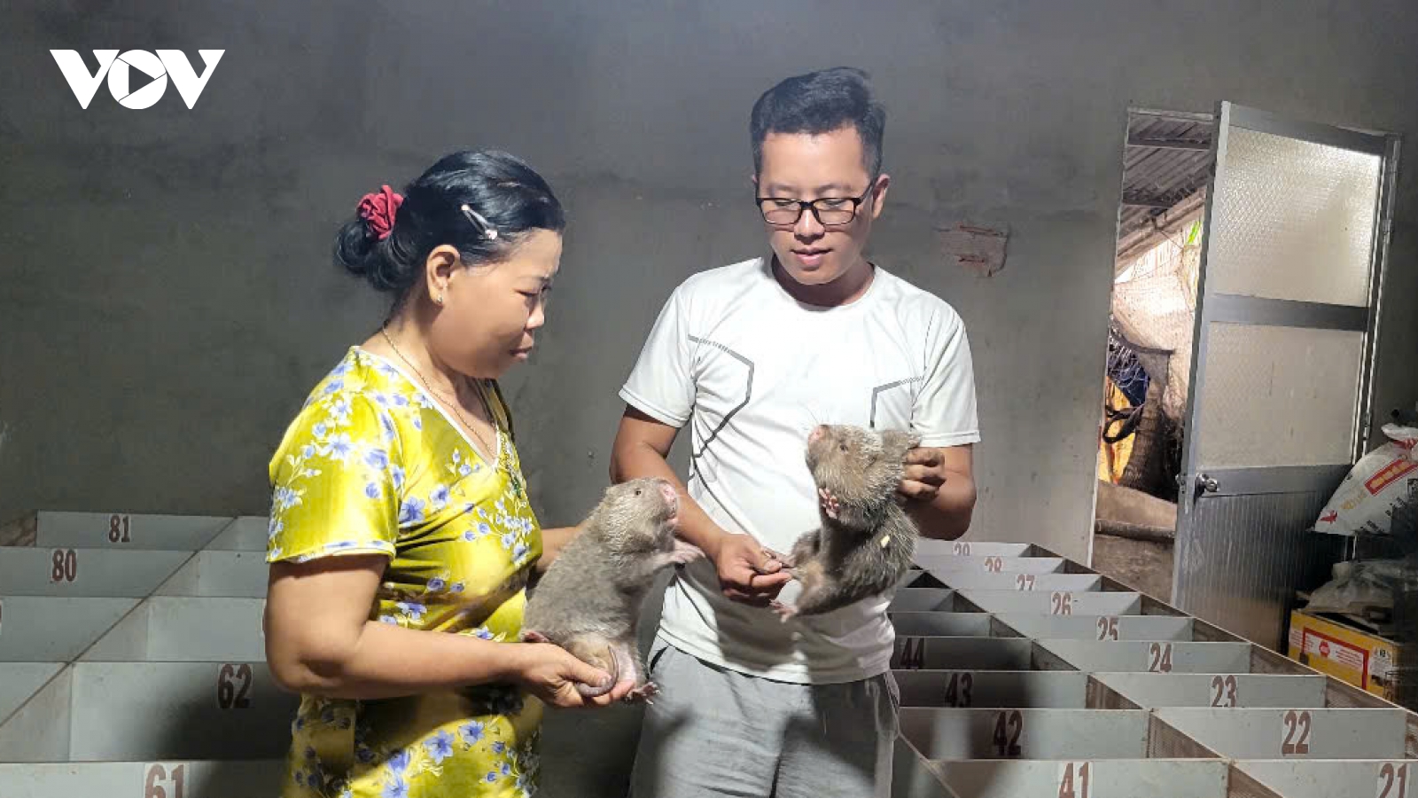 Nuôi con dúi sinh sản - mô hình khởi nghiệp thành công