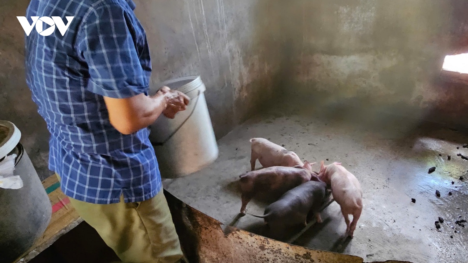 Hơn 8.100 con lợn bị tiêu hủy, Ninh Bình quyết liệt khống chế dịch tả lợn Châu Phi