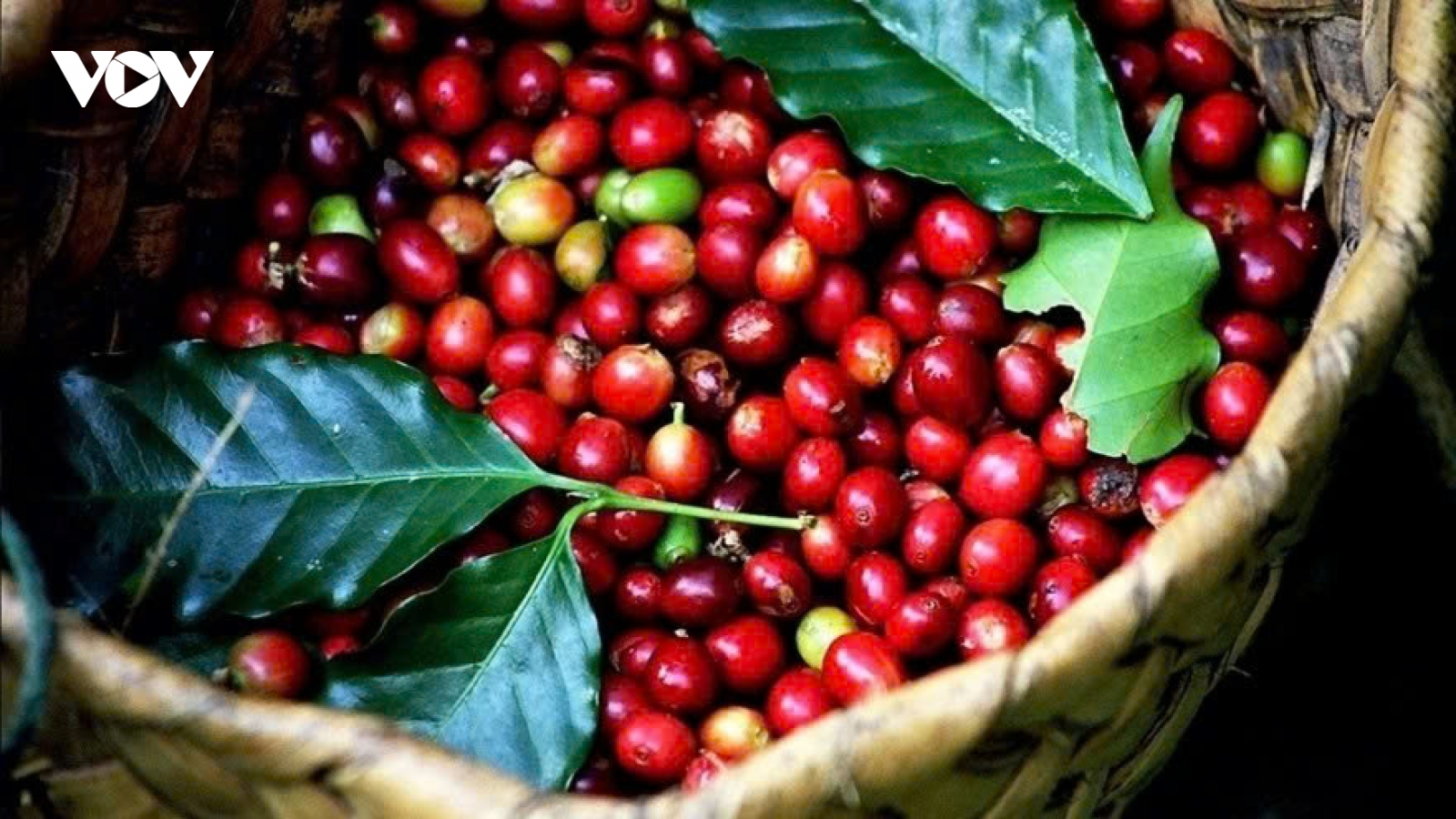 Giá cà phê hôm nay 26/8: Giá cà phê trong nước cao nhất 122.000 đồng/kg