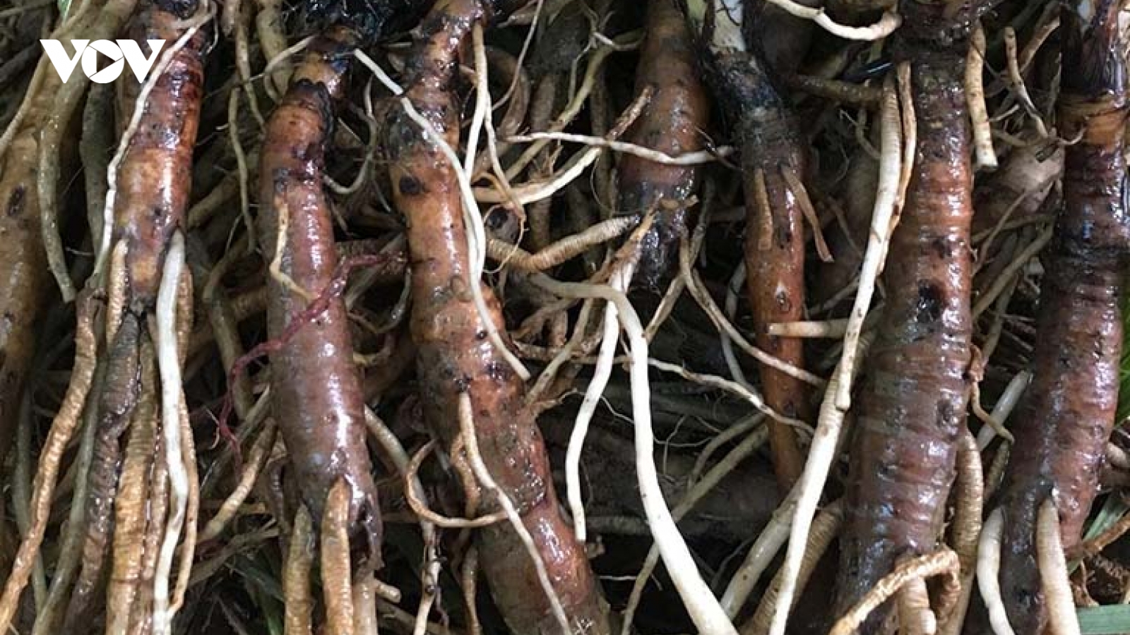 Rễ cây mọc bờ rào thành vị thuốc quý, bán nửa triệu đồng/kg