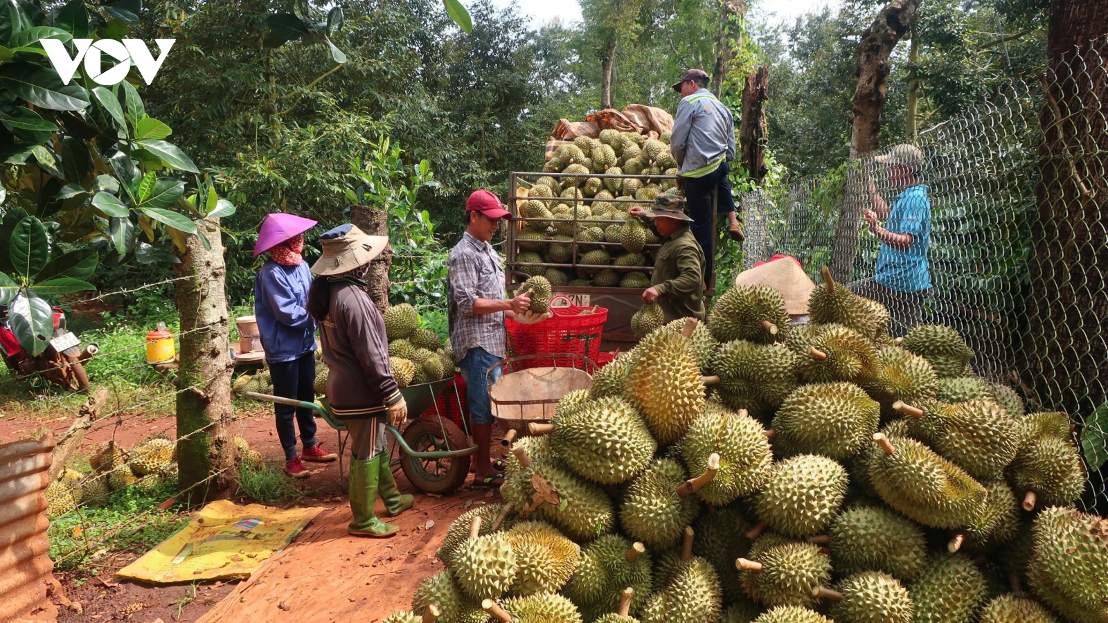 Chuẩn hóa chuỗi sản xuất sầu riêng xuất khẩu là bước đi đúng thời điểm