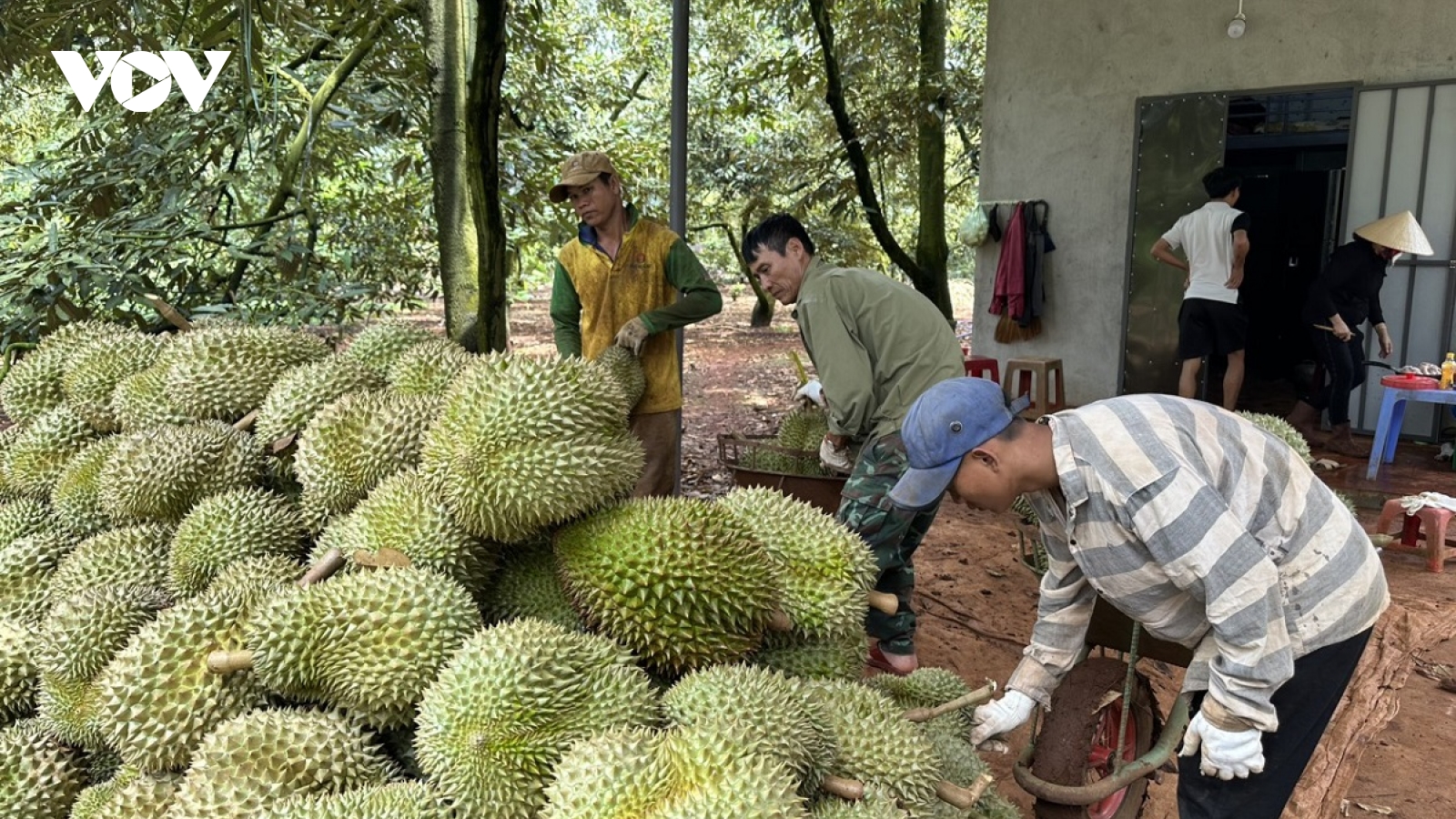Chủ tịch Đắk Lắk yêu cầu cấp xã quản lý chặt việc sử dụng mã vùng trồng sầu riêng