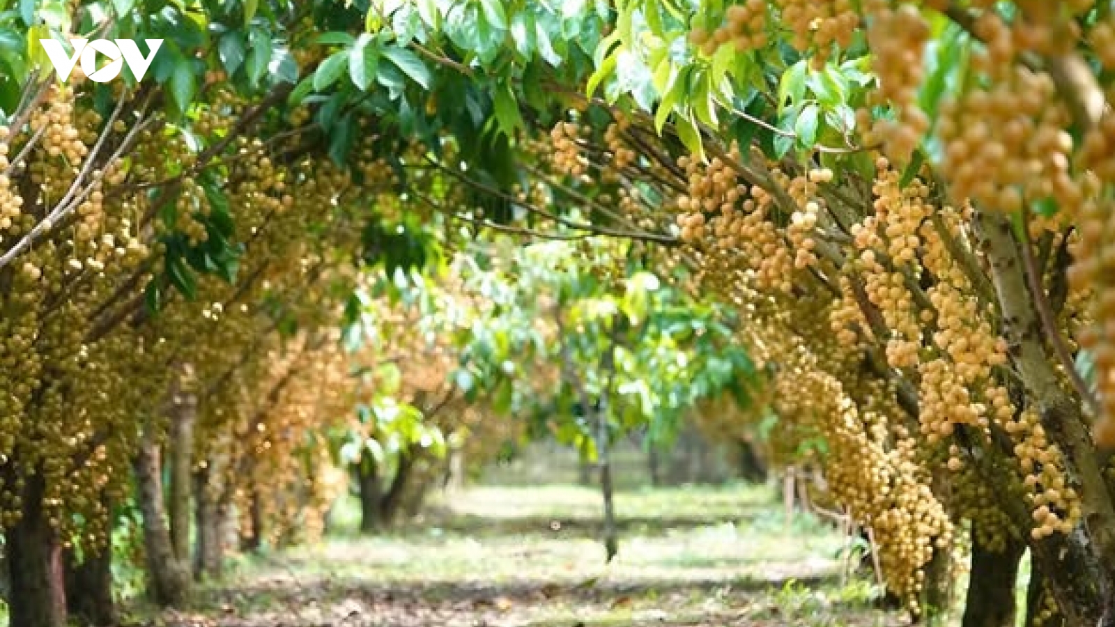 Loại quả dân dã giúp người dân miền Tây làm giàu