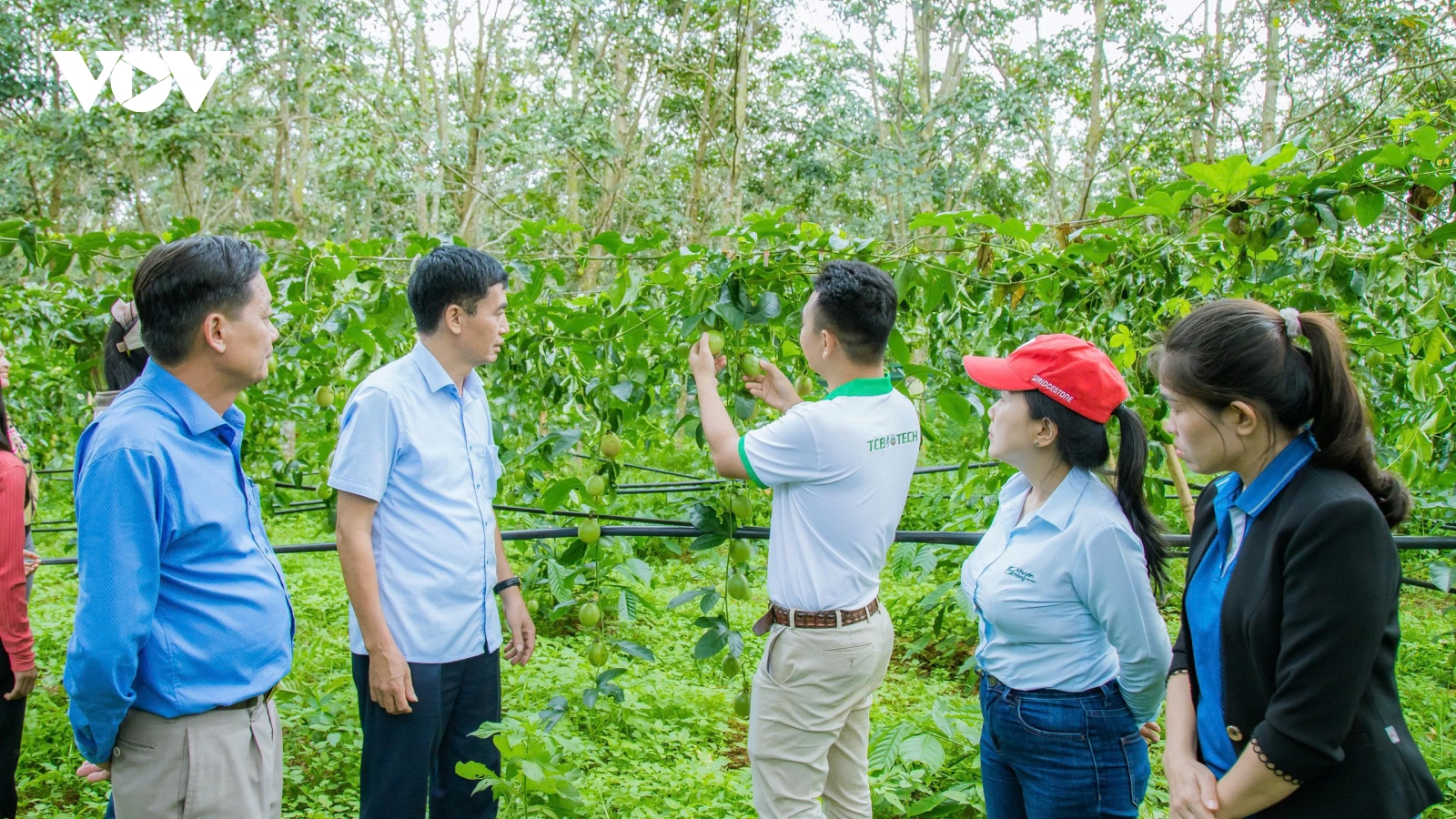 Giải pháp phát triển chuỗi liên kết sản xuất – tiêu thụ nông sản bền vững