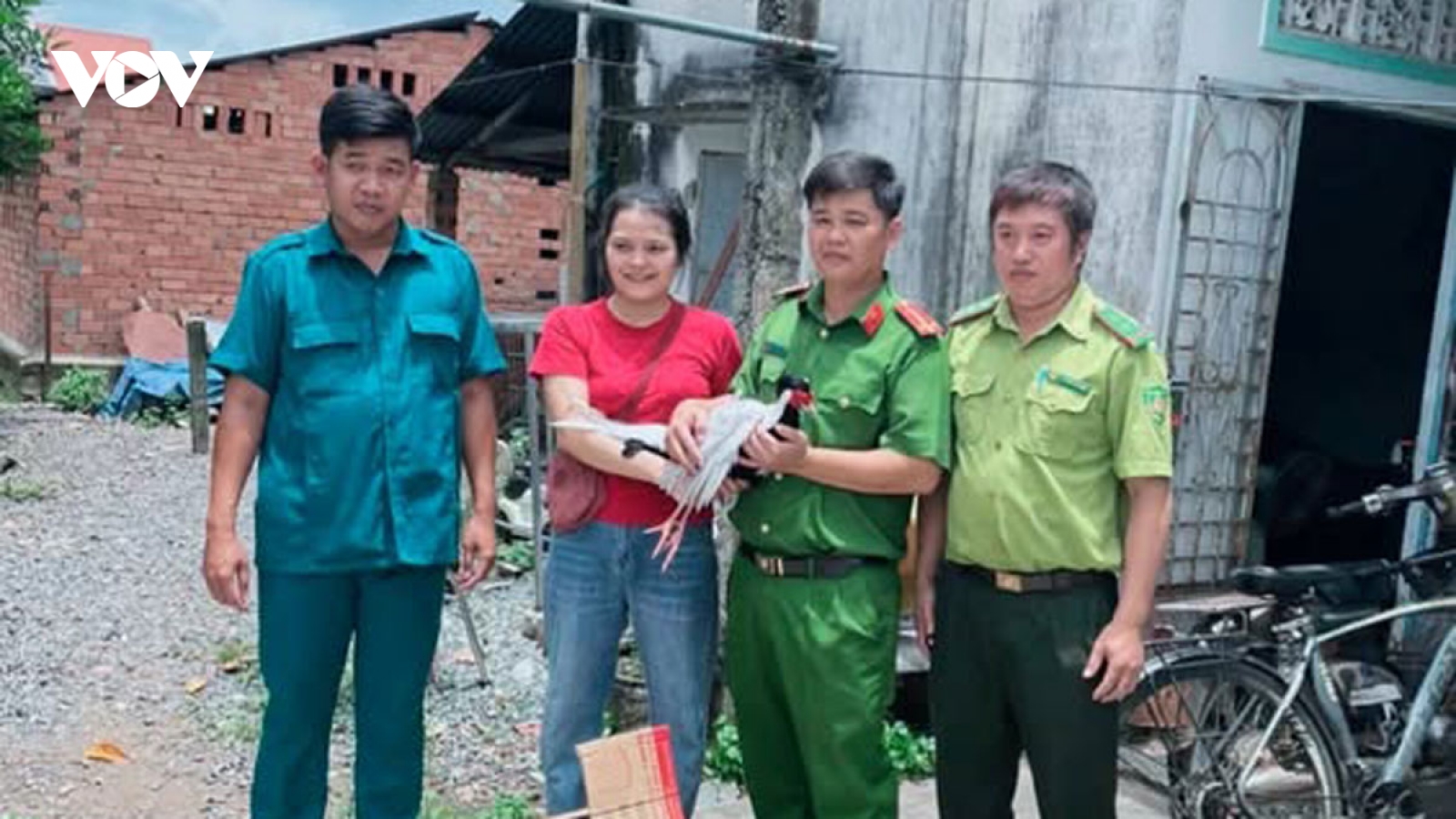 Phát hiện gà lôi trắng, người dân chủ động bàn giao cho công an