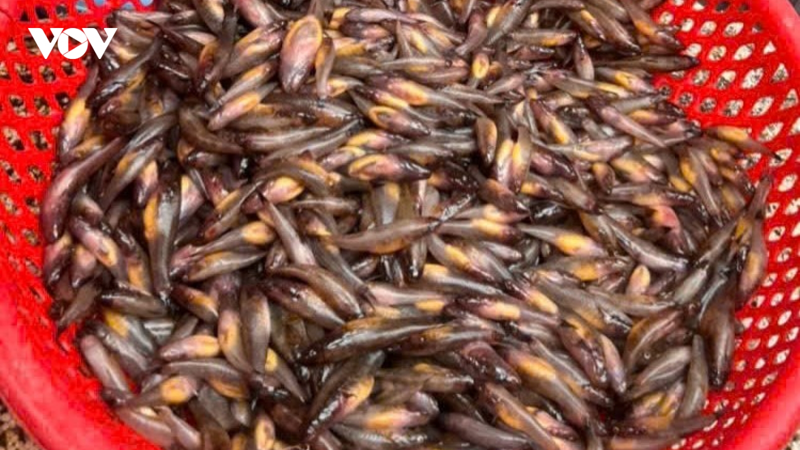 Nhớ mùa bống trứng - nước son