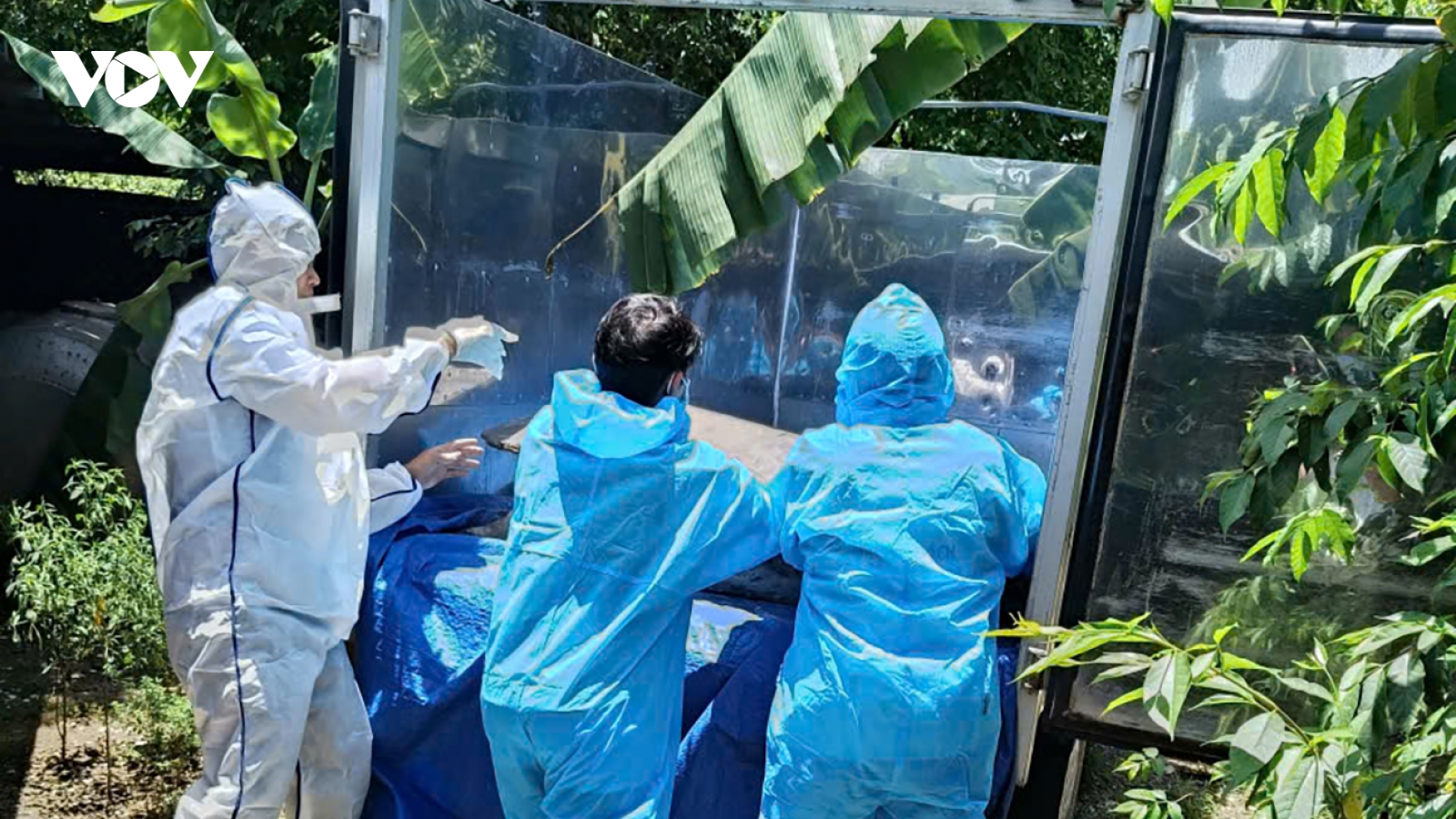 Đà Nẵng kiểm soát chặt, khống chế dịch tả lợn châu Phi