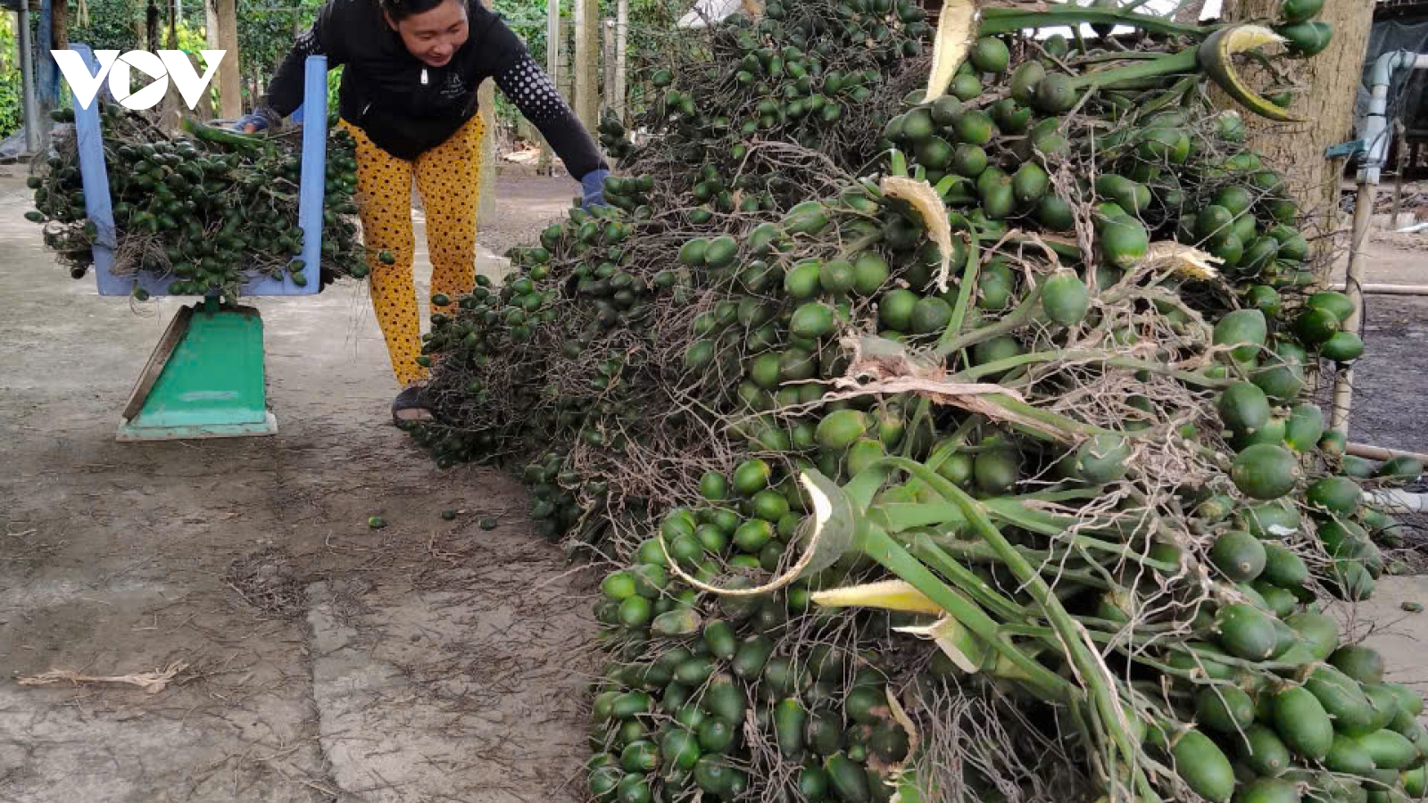 Nông dân ĐBSCL có thêm thu nhập nhờ bán cau sang Trung Quốc