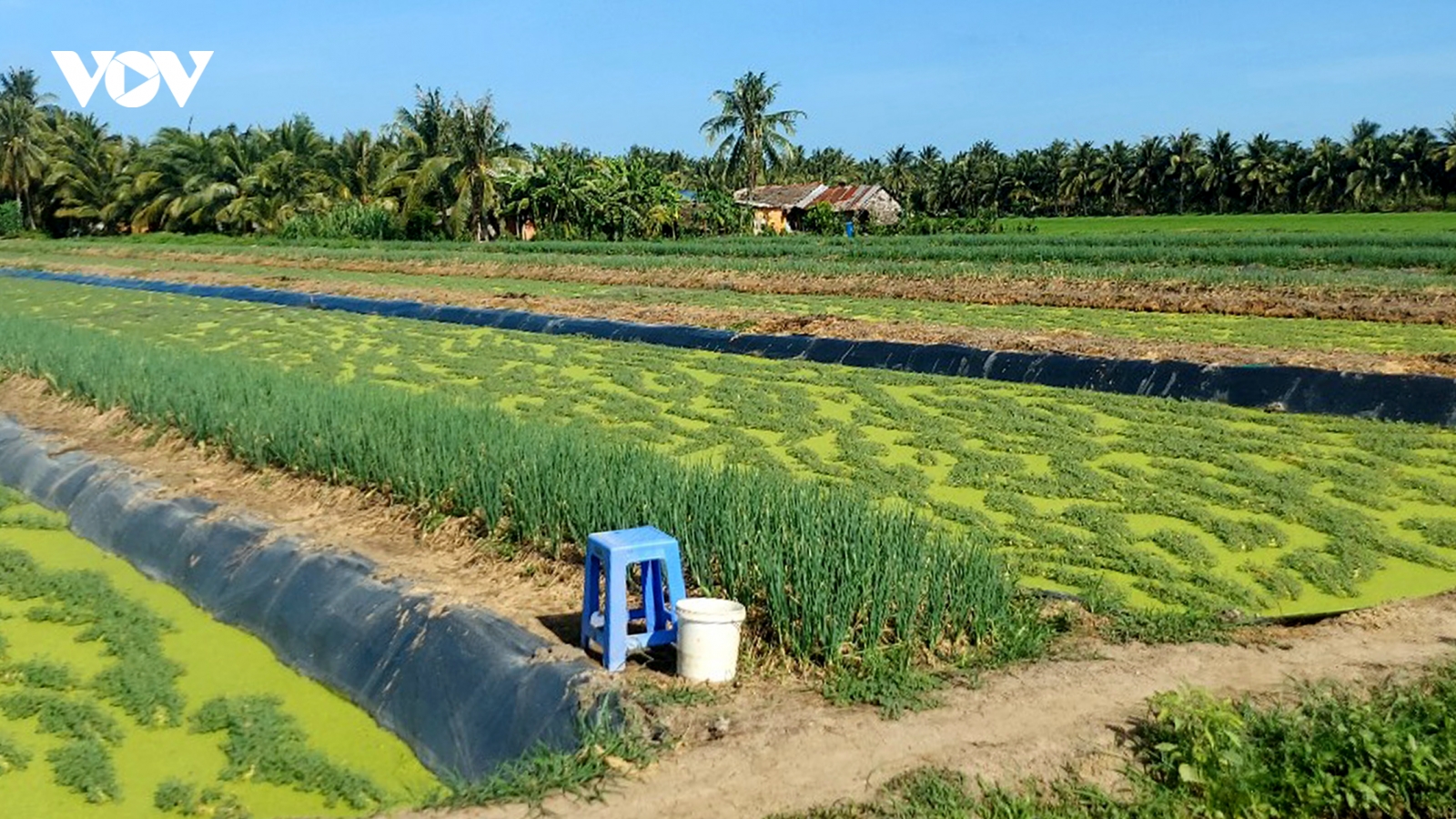 Rau nhút – hướng đi mới nâng cao thu nhập cho nông dân xã Phong Thạnh