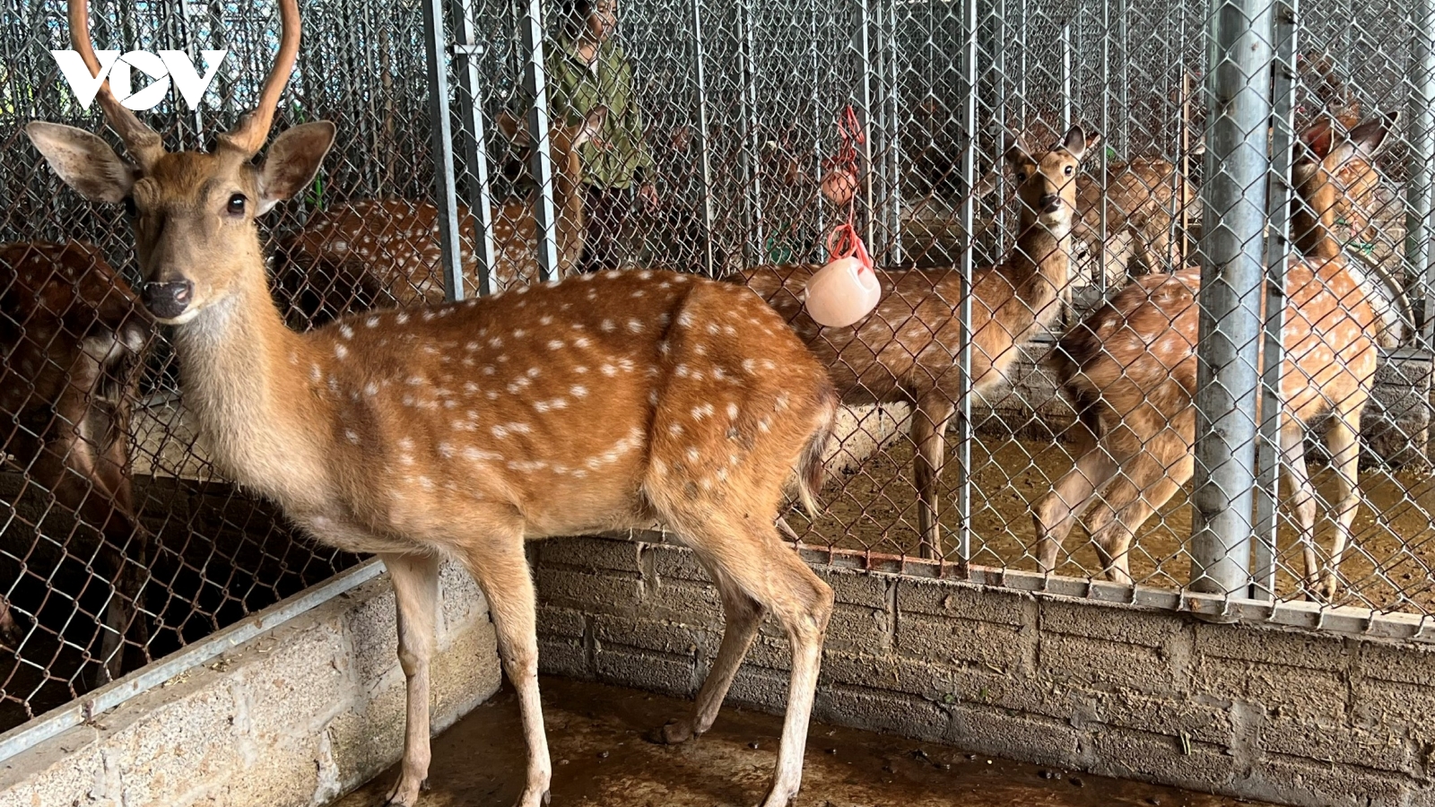 Triển vọng nuôi hươu sao ở miền núi Lào Cai