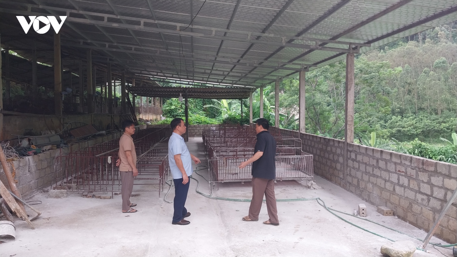 Tuyên Quang tiêu hủy 46.000 lợn nhiễm tả dịch châu Phi